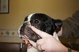 NETTOYAGE PLIS - BOULEDOGUE FRANCAIS 007